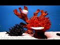 Videos For Your Cat - Fish Tanks (Trigger Fish, Yellow Wrasse, Domino Damsel)