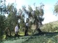 azienda agricola macinino 1