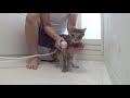 猫っ風呂 - Cat Shampoo -