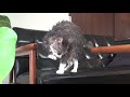 猫っ風呂 - Cat Shampoo -
