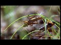 Plagues of Locusts - Wild Africa - BBC