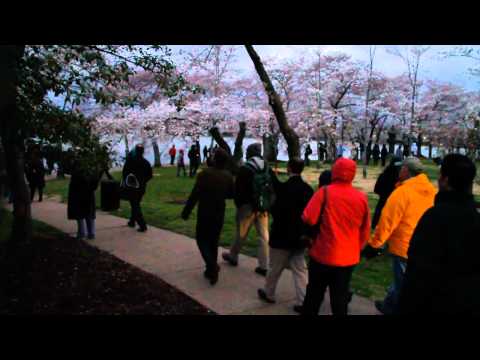 Stand with Japan: Cherry Blossom Walk