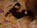 Borzoi puppies