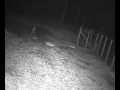 Progetto Escape - Daino