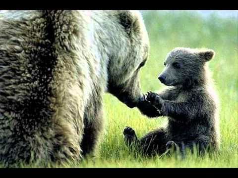 O čem se zdá medvědům