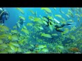 Maldives Diving Trip 2012 Part 1 (GoPro Hero 2 with Backscatter Flat Lens and Magic Filter)