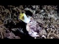 Maldives Diving Trip 2012 Part 1 (GoPro Hero 2 with Backscatter Flat Lens and Magic Filter)