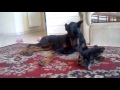 My dogs: Nara (6 years) and Szofy (8 weeks) at home - july 2011