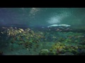 ♥♥ Giant Sea Turtles in Coral Reef (3 hours)