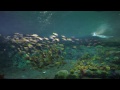 ♥♥ Giant Sea Turtles in Coral Reef (3 hours)