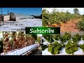 Using Hydroponic Fertilizers : Questions and Concerns