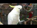 Cage World Parrot Store – Macaw, Amazon, African Grey, Parrot Cages & Toys