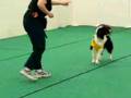 Border Collie Lucy dances wiith 