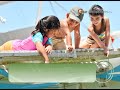 Island Banca Cruise