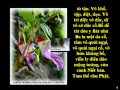 (9/12) Tụng Kinh Phổ Môn-Bát Nhã Tâm Kinh-(Âm)-Thầy Thích Trí Thoát tụng