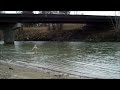 Spey Casting with Long Belly line