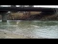 Spey Casting with Long Belly line