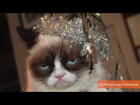 Watch Grumpy Cat Scores Movie Deal