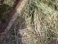 Allis-Chalmers Roto-Baler aftermath update video part 3