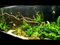 55 Gallon Planted Tank Update