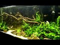 55 Gallon Planted Tank Update