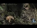 Dangerous Invaders 17 - Wild Pig Invasion - Dangerous Animals