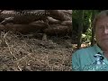 Dangerous Invaders 17 - Wild Pig Invasion - Dangerous Animals
