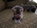 Little Kitten So Tired. Cutest vid ever!!!