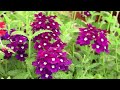 Sera de flori Oradea - Salard - Szalardi Viragoskert part II