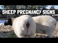 ONE MONTH OUT NOW!  4 Sheep Pregnancy Signs for Homesteaders[1]