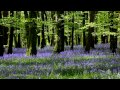 8 Hour Nature Sound - Forest Birds Singing - Without Music