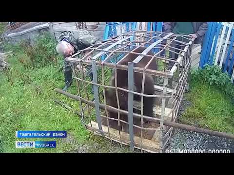 Появилось видео, как в Кузбассе на волю выпускают медвежонка