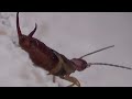 Forficula Auricularia European Earwig (HD)