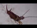 Forficula Auricularia European Earwig (HD)