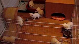 Британские котята, 1,5 месяца