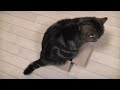いろいろな小さ過ぎる箱とねこ。-Many too small boxes and Maru.-