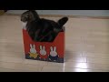 いろいろな小さ過ぎる箱とねこ。-Many too small boxes and Maru.-
