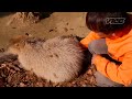 カピバラ温泉 - Capybara Onsen