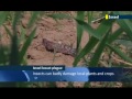 Millions of locusts swarm across southern Israel: Biblical plague just in time for Passover
