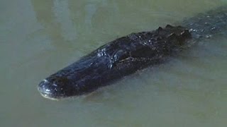 73 Der Kampf mit dem Alligator