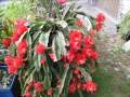 Цветоводство: "Rote Blattkakteen" (Epiphyllum)