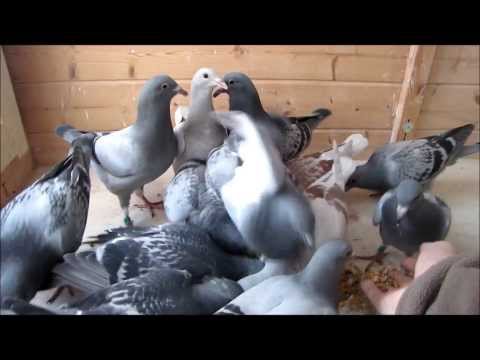 Download Free Racing Pigeon Videos