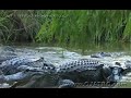 Alligator Attack Part 03/17 - Alligator vs Snake
