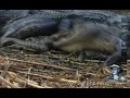 Alligator Attack Part 03/17 - Alligator vs Snake