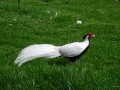 Разведение фазанов: Silver Pheasant(Серебряный фазан)