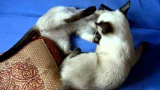 Игривые тайские котята