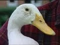 Absolutely quackers! Meet the duck who goes shopping