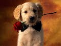 7 Mejores Canciones de Amor