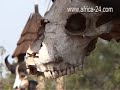 Sopa Lodges and Safaris Tanzania and Kenya Vacations - Africa Travel Channel