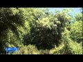 Linea Blu – San Rossore